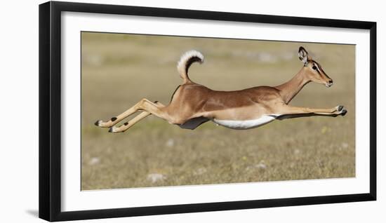 Black Faced Impala (Aepyceros Melamis Petersi) Female Jumping, Etosha National Park, Namibia-Tony Heald-Framed Photographic Print