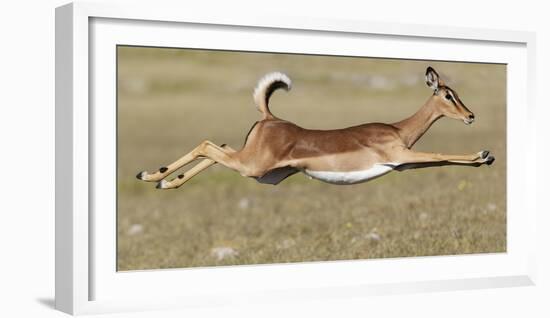 Black Faced Impala (Aepyceros Melamis Petersi) Female Jumping, Etosha National Park, Namibia-Tony Heald-Framed Photographic Print