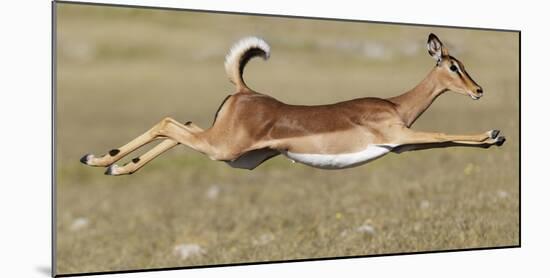 Black Faced Impala (Aepyceros Melamis Petersi) Female Jumping, Etosha National Park, Namibia-Tony Heald-Mounted Photographic Print