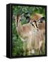 Black Faced Impala in Etosha National Park, Namibia-Julian Love-Framed Stretched Canvas