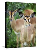 Black Faced Impala in Etosha National Park, Namibia-Julian Love-Stretched Canvas