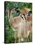 Black Faced Impala in Etosha National Park, Namibia-Julian Love-Stretched Canvas