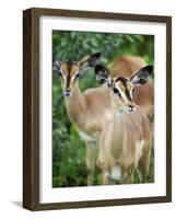 Black Faced Impala in Etosha National Park, Namibia-Julian Love-Framed Photographic Print