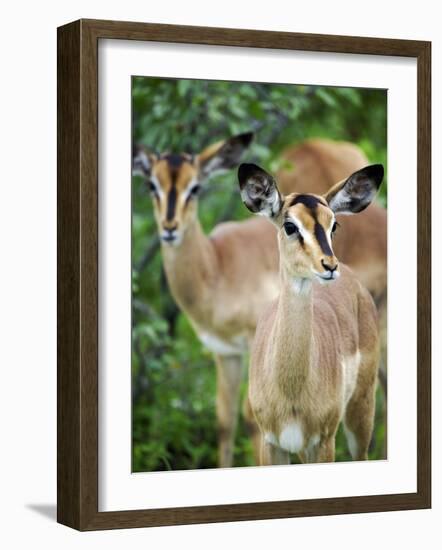 Black Faced Impala in Etosha National Park, Namibia-Julian Love-Framed Photographic Print