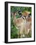 Black Faced Impala in Etosha National Park, Namibia-Julian Love-Framed Photographic Print