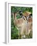 Black Faced Impala in Etosha National Park, Namibia-Julian Love-Framed Photographic Print