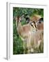 Black Faced Impala in Etosha National Park, Namibia-Julian Love-Framed Photographic Print