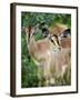 Black Faced Impala in Etosha National Park, Namibia-Julian Love-Framed Photographic Print