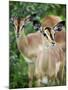 Black Faced Impala in Etosha National Park, Namibia-Julian Love-Mounted Photographic Print