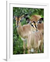 Black Faced Impala in Etosha National Park, Namibia-Julian Love-Framed Photographic Print