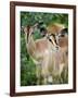 Black Faced Impala in Etosha National Park, Namibia-Julian Love-Framed Photographic Print