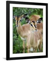 Black Faced Impala in Etosha National Park, Namibia-Julian Love-Framed Photographic Print