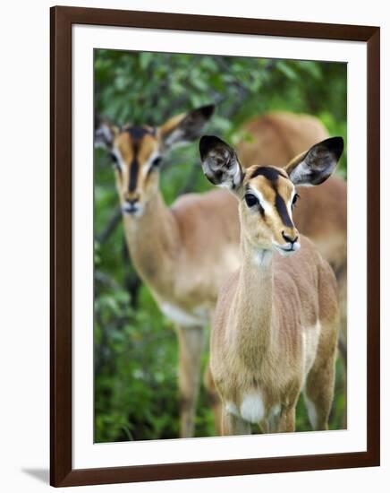 Black Faced Impala in Etosha National Park, Namibia-Julian Love-Framed Photographic Print