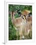 Black Faced Impala in Etosha National Park, Namibia-Julian Love-Framed Photographic Print