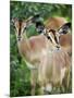 Black Faced Impala in Etosha National Park, Namibia-Julian Love-Mounted Photographic Print