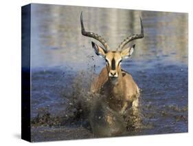 Black Faced Impala, Running Through Water, Namibia-Tony Heald-Stretched Canvas