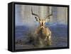 Black Faced Impala, Running Through Water, Namibia-Tony Heald-Framed Stretched Canvas