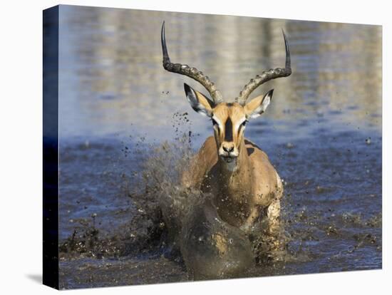 Black Faced Impala, Running Through Water, Namibia-Tony Heald-Stretched Canvas