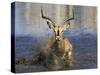 Black Faced Impala, Running Through Water, Namibia-Tony Heald-Stretched Canvas