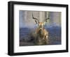 Black Faced Impala, Running Through Water, Namibia-Tony Heald-Framed Premium Photographic Print