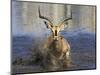 Black Faced Impala, Running Through Water, Namibia-Tony Heald-Mounted Premium Photographic Print