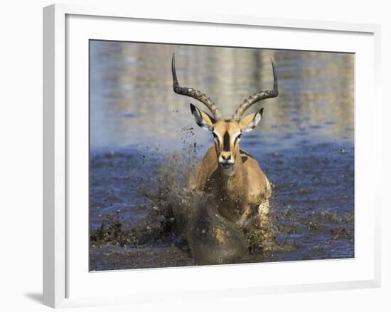 Black Faced Impala, Running Through Water, Namibia-Tony Heald-Framed Photographic Print