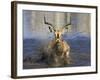 Black Faced Impala, Running Through Water, Namibia-Tony Heald-Framed Photographic Print