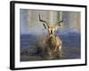 Black Faced Impala, Running Through Water, Namibia-Tony Heald-Framed Photographic Print