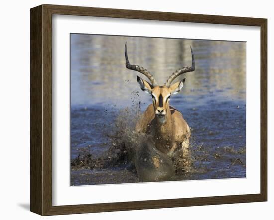 Black Faced Impala, Running Through Water, Namibia-Tony Heald-Framed Photographic Print