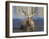 Black Faced Impala, Running Through Water, Namibia-Tony Heald-Framed Photographic Print