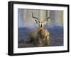 Black Faced Impala, Running Through Water, Namibia-Tony Heald-Framed Photographic Print