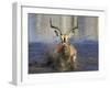 Black Faced Impala, Running Through Water, Namibia-Tony Heald-Framed Photographic Print