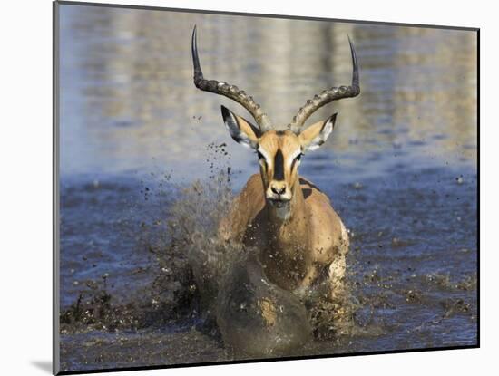 Black Faced Impala, Running Through Water, Namibia-Tony Heald-Mounted Photographic Print