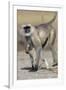 Black-faced langurs, India-Art Wolfe Wolfe-Framed Photographic Print