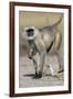 Black-faced langurs, India-Art Wolfe Wolfe-Framed Photographic Print