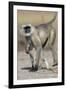 Black-faced langurs, India-Art Wolfe Wolfe-Framed Photographic Print