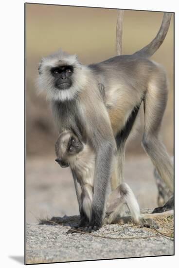 Black-faced langurs, India-Art Wolfe Wolfe-Mounted Photographic Print