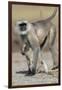 Black-faced langurs, India-Art Wolfe Wolfe-Framed Photographic Print