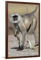 Black-faced langurs, India-Art Wolfe Wolfe-Framed Photographic Print