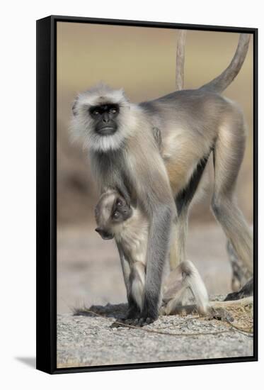 Black-faced langurs, India-Art Wolfe Wolfe-Framed Stretched Canvas