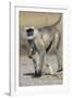 Black-faced langurs, India-Art Wolfe Wolfe-Framed Photographic Print