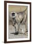 Black-faced langurs, India-Art Wolfe Wolfe-Framed Photographic Print