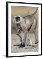 Black-faced langurs, India-Art Wolfe Wolfe-Framed Photographic Print