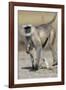 Black-faced langurs, India-Art Wolfe Wolfe-Framed Photographic Print