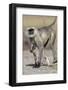 Black-faced langurs, India-Art Wolfe Wolfe-Framed Photographic Print