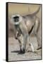 Black-faced langurs, India-Art Wolfe Wolfe-Framed Stretched Canvas