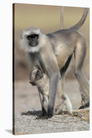 Black-faced langurs, India-Art Wolfe Wolfe-Stretched Canvas