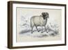 Black Faced Ram, Mid 19th Century-William Home Lizars-Framed Giclee Print