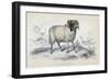 Black Faced Ram, Mid 19th Century-William Home Lizars-Framed Giclee Print