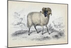 Black Faced Ram, Mid 19th Century-William Home Lizars-Mounted Giclee Print